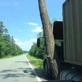 quebra de árvore na rodovia